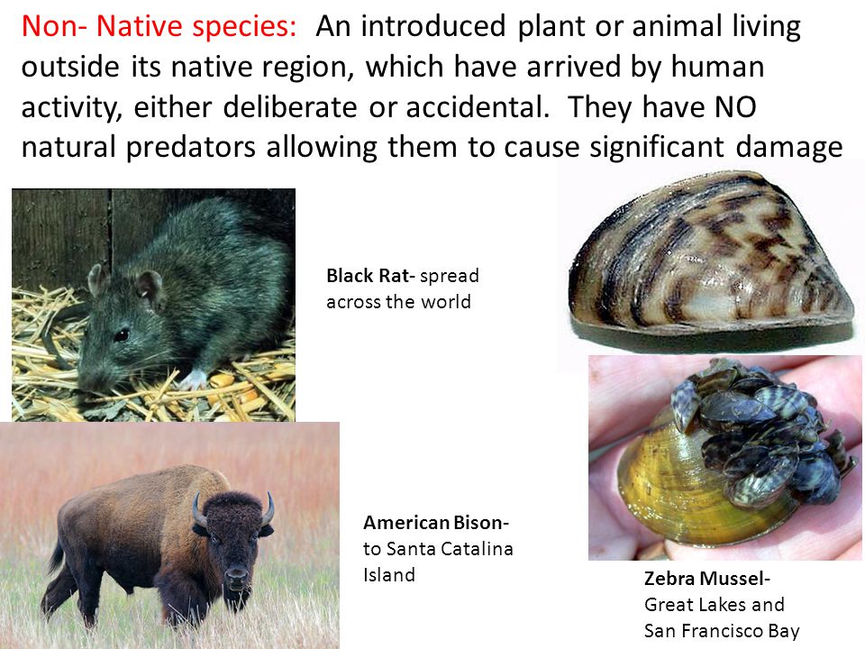 Define non deals native species